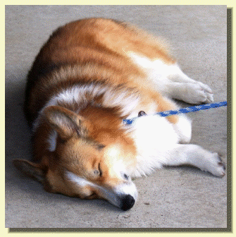 mcculloh_reunion_-_reunions048009.gif